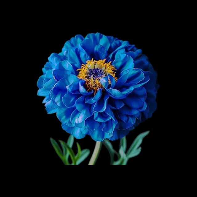 blue marigold