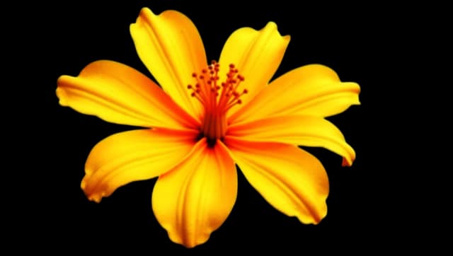 Marigold Flower png